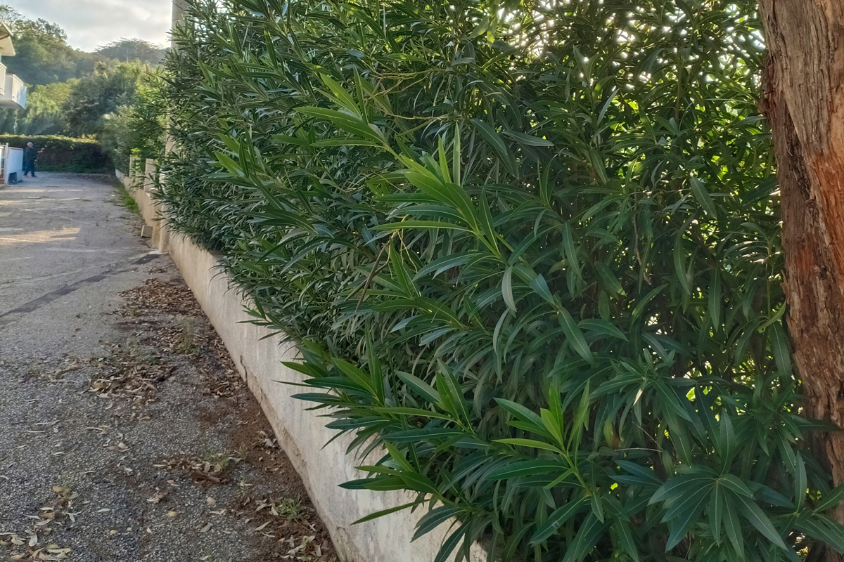 Esterno_2